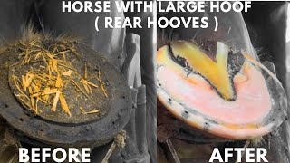 Shire Horse ( Rear Hooves )