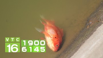 Nguyên nhân khiến cá chép chết hàng loạt giai đoạn giao mùa | VTC16