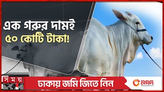 বিশ্বের সবচেয়ে দামি গরু কোথায়? | World Most Expensive Cow | Highest Cow Price | Somoy TV