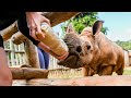 A day in the life of a rhino conservation volunteer