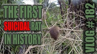 The first suicidal Rat in history - Sunny's Thailand Vlog # 182 Profile
