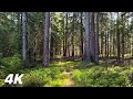 Home Of Logan - ASMR Virtual Forest Walk 4k Nature Sounds No Music