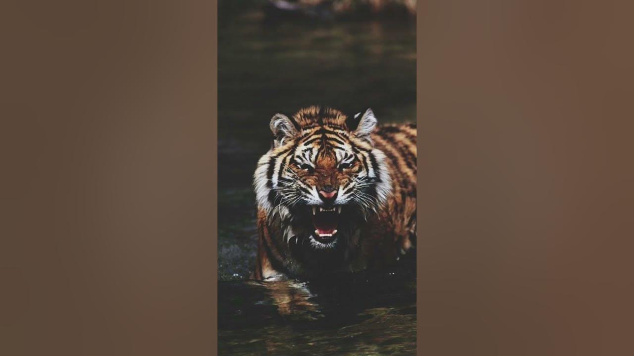 Tiger in the Jungle