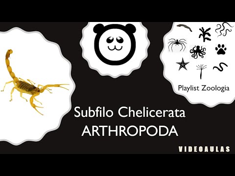 Video: ¿En el subfilo arthropoda chelicerata los tagmata son?