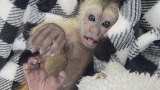 Monkey grabs phone, calls 911 at California zoo