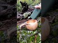 KUKSA o taza Vikinga de Madera 💪💧 Calentando el cuerpo en la montaña 🏔