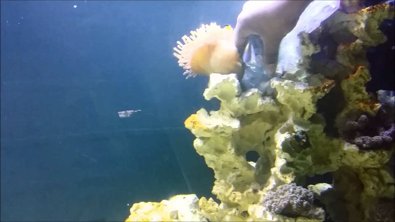 Are Clown Fish Aggressive?