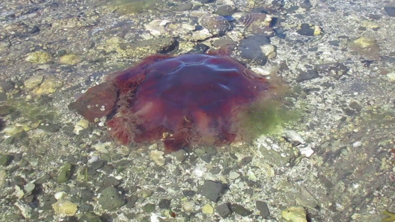 Big Red Jellyfish YouTube