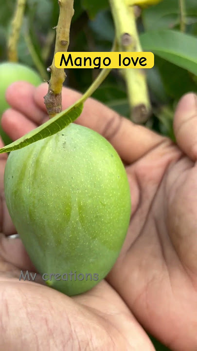 Mango 🥭 farm | #shorts #viralvideo #trending #agriculture #nature #farming #war #mango #live