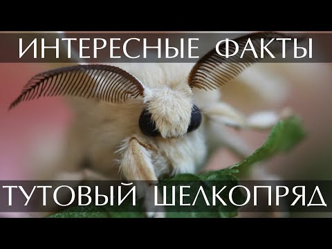 Видео: Информация о тутовых шелкопрядах - Выращивание тутовых шелкопрядов с детьми