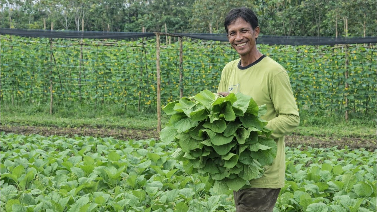 DUA BULAN BERKEBUN, PAK KASTURI LIMA KALI PANEN SAWI, BERSIAP PANEN TIMUN & TANAM CABE & KEMBANG KOL