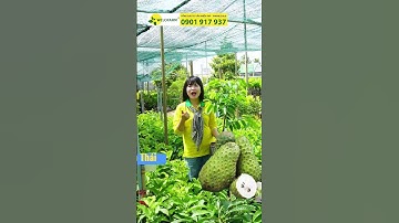 MÃNG CẦU LỠ, GHÉP GỐC BÌNH BÁT CHUẨN GIỐNG #welofarmcaygiong