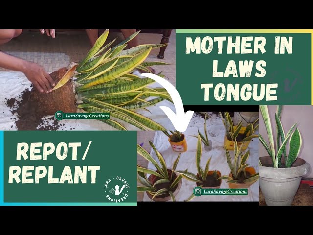 air plant sale 10 pack Tillandsia Ionantha Rubra air plant 10 pack sale