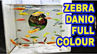 IKAN ZEBRA DANIO 5 WARNA