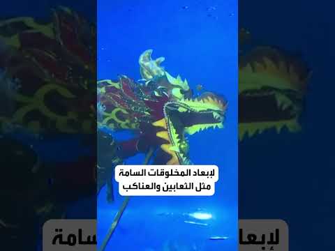 ماذا تعرفون عن مهرجان قوارب التنين