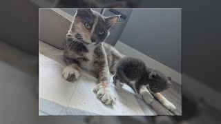 Polydactyl kitten goes viral on Albuquerque Animal Welfare’s social accounts