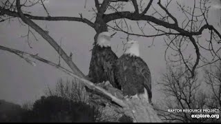 Decorah Eagles- Evening Bonding And Mom Shows Her Dominance Over DM2