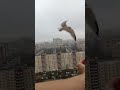пол орла, мастер класс.