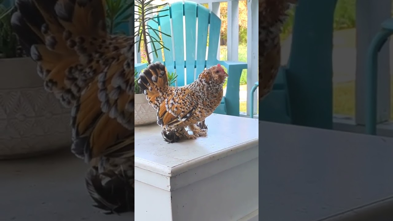 This is my Mille Fleur D'uccle that's around 10 years old and she is such a sweetie.