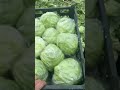 🥬 Harvesting Cabbage | برداشت کلم از مزرعه