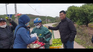 Sau Tết Tranh  Nhau Mua Táo Quả, Chúc Mừng Bà Con Bán Táo l Núi Đồi Lục Ngạn