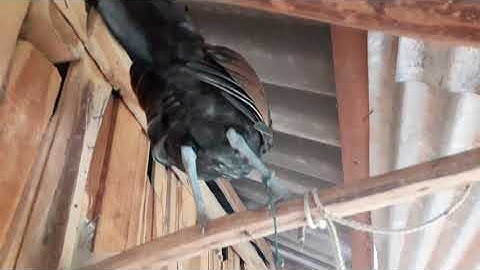 saib me nyuam ntsuag lau qaib (f1-f2) zoo nkauj kawg li