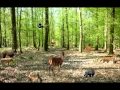 La fort  je dcouvre en chanson les animaux de ma fort