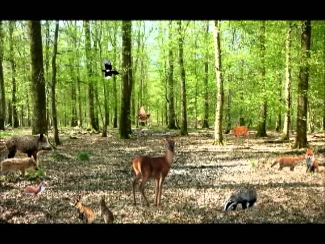 Les animaux de la forêt