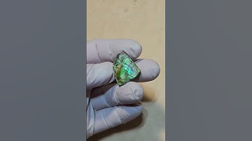 How to make Ammolite Gemstones with Fossil Dad! #ammolite #gemstone #Fossil #how #howto