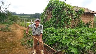 SEU ZE DA TIANA 82 ANOS LEVANTA 3 DA MANHÃ VAI PRA ROÇA ANDA +6 KM, TIRA LEITE, CAPINA E FAZ DE TUDO