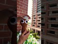 Sprunki brown with kumalala song but isn’t happy #sprunki #sprunkiincredibox #sprunkisong #sprunkioc