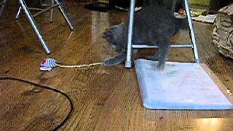 Watch the video about Chaton chartreux bébé Eusèbe craquant joue cute baby kitten french cat playing kitty