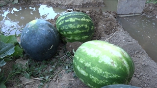 Isidro's orchard: 13. Watermelons and melons
