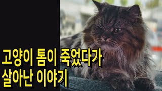 고양이 톰이 죽었다가 살아난 이야기