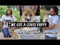 NEW MEMBER OF OUR FAMILY | First 7 Days With Our Corgi Puppy - The Odd Couple Sri Lanka