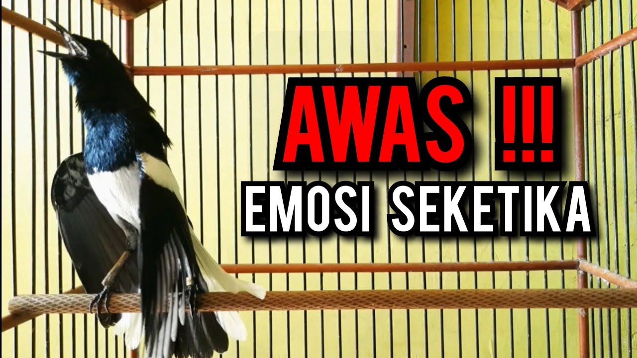 kacer gacor NGEPLONG tarung konslet ini paling ampuh buat PANCINGAN KACER agar EMOSI SEKETIKA