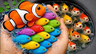 Serok ikan hias dalam kolam, ikan warna-warni, ikan mas koki, ikan koi, ikan komet, kura-kura