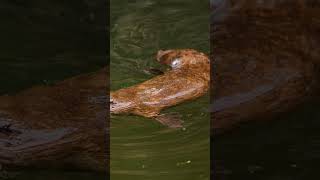 60 second Platypus facts | NSTEM