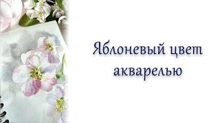 Яблоневый цвет акварелью.