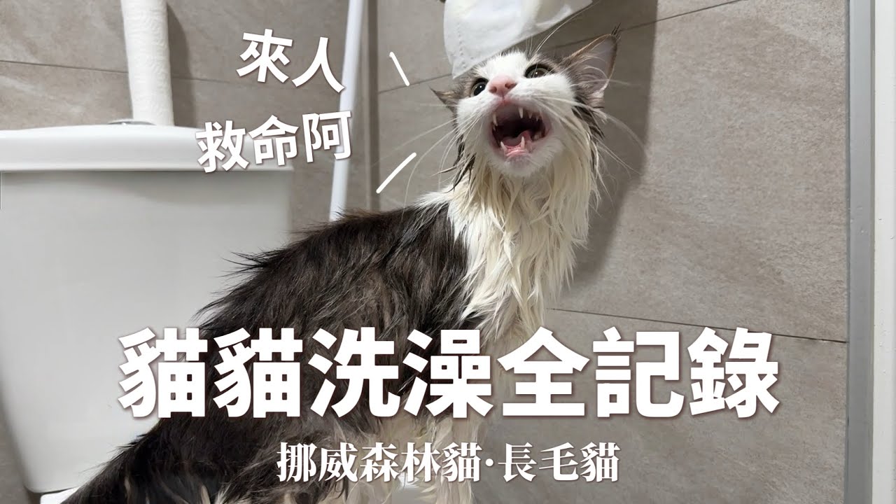 「歐拉夫オラフ」貓貓洗澡全記錄/挪威森林貓