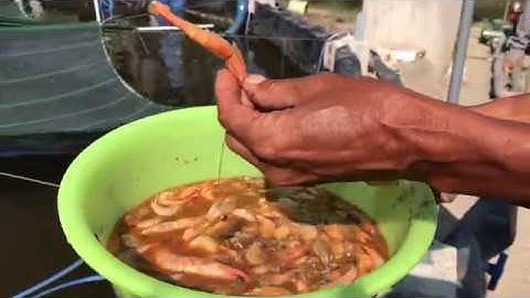 Tôm Chết Và Cách Xử Lý Lạ Đời Chưa Từng Có Của Người Nuôi Tôm - Tôm Rớt Đáy