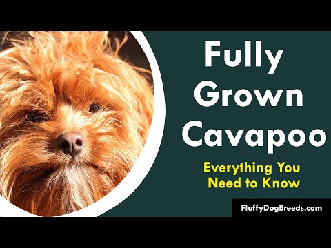 All You Need to Know About a Fully Grown Cavapoo [Upd. 2 days ago]