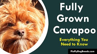 Fully Grown Cavapoo: Everything You Need to Know