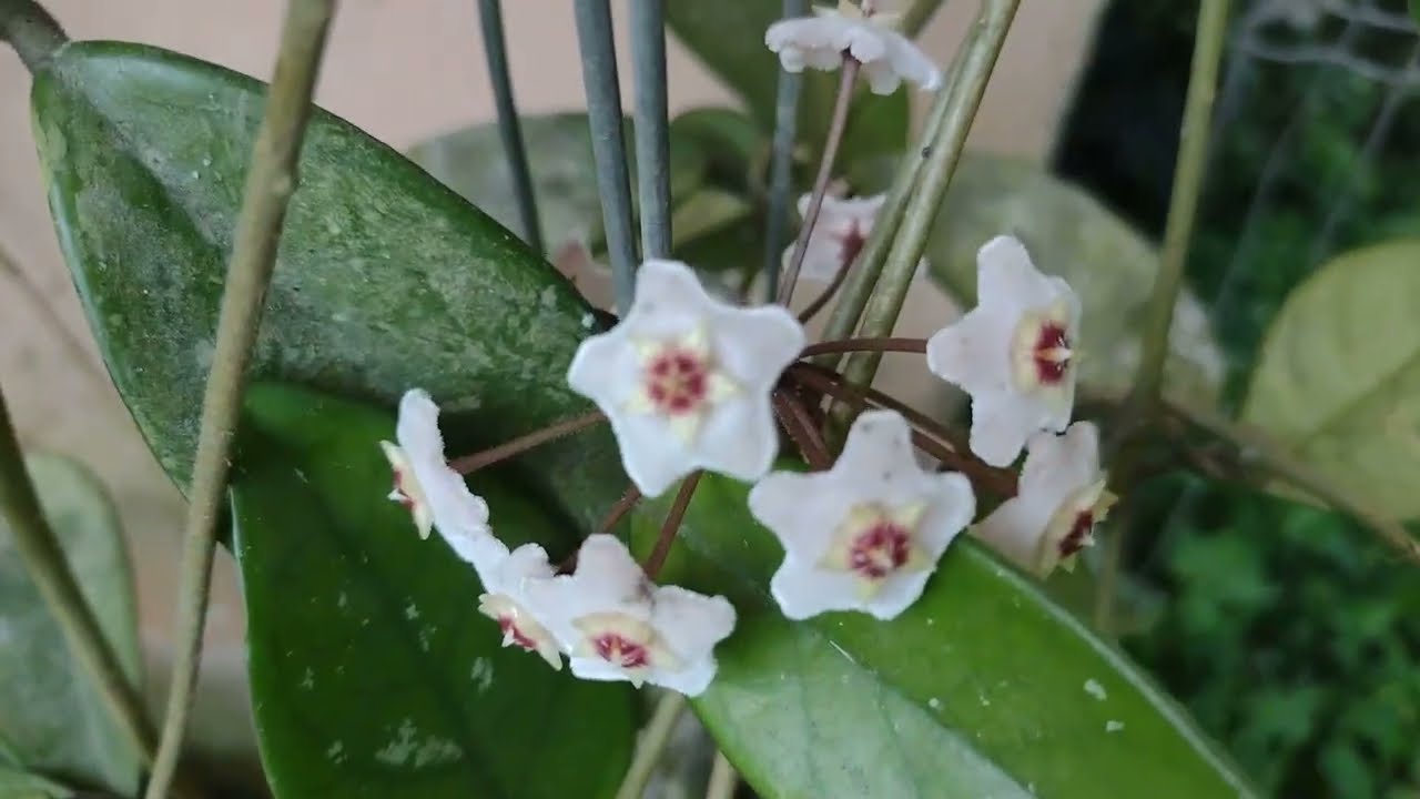 Resultados do Replante da Hoya carnosa