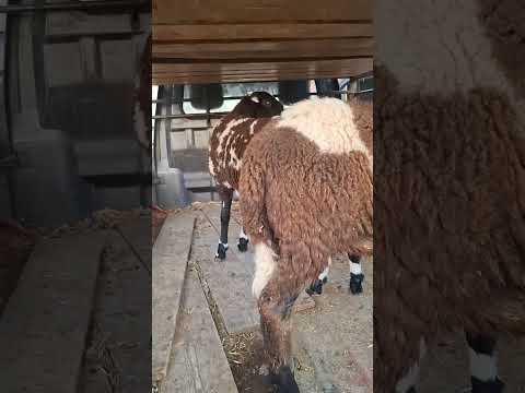 بالربح على مولاهم نسأل الله عز وجل أن يبارك لهم في رزقهم ويجعل فيهم الخير