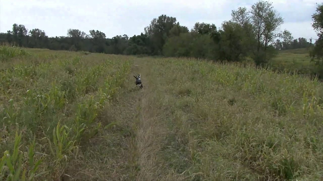 Safari Iowa Hunting Farms Part 2 YouTube