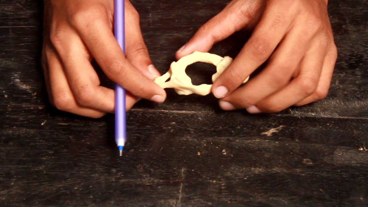 Cervical vertebrae :(Typical and atypical) detailed discussion with different joints formed by them