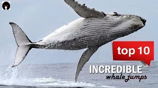 My Top 10 Whale jumps. Incredible whales on camera! (revised)