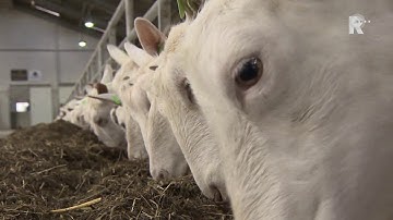 Geitenboerderij op Goeree-Overflakkee trekt jaarlijks honderdduizend bezoekers