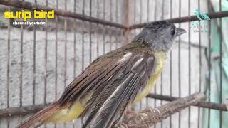 Kapasan kunyit Gacordor Suara kapasan kunyit mbeset panjang Masteran Terbaik